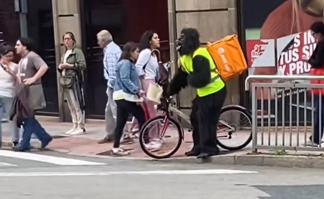 Gorila en Ourense