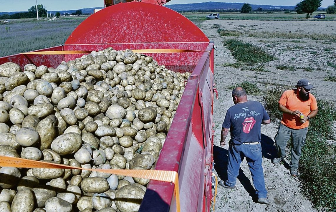 Recogida de patatas en la comarca de A Limia durante la jornada del pasado jueves.