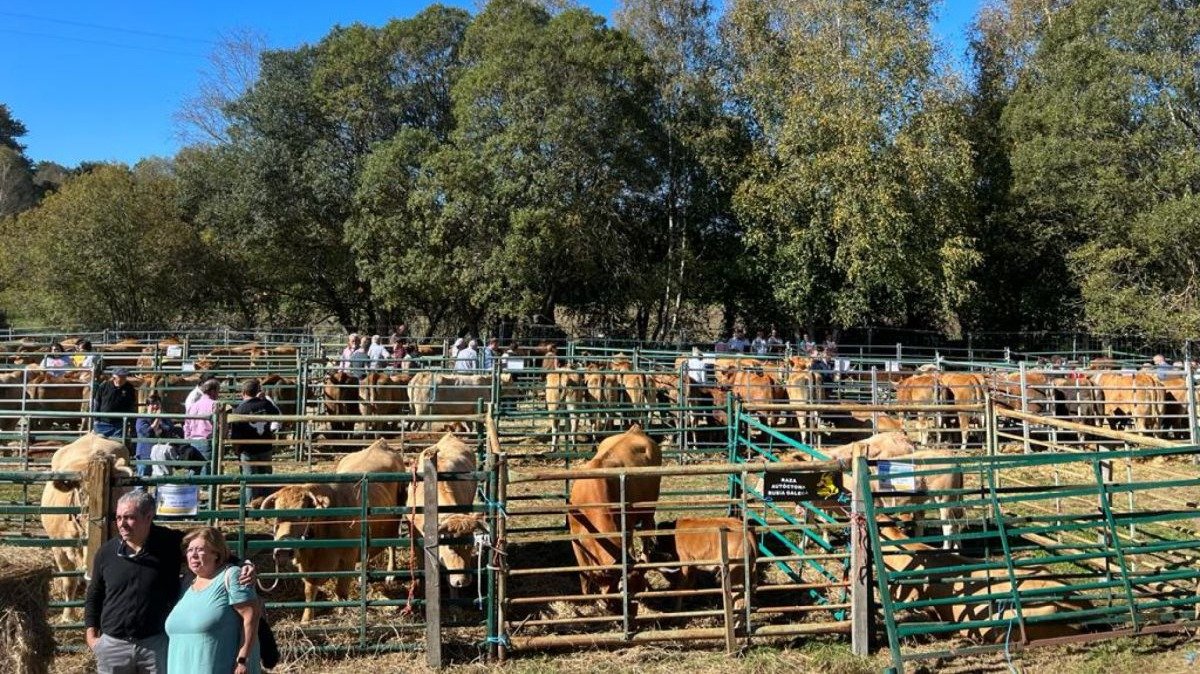 Exposición de ganado en la edición pasada de la Feira da Carne.