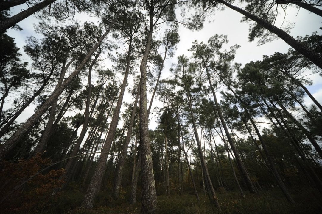 Un bosque de pinos en la provincia.