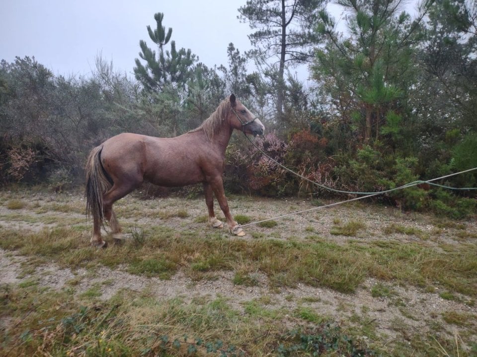 Uno de los caballos recientemente capturado en los montes de Beariz.