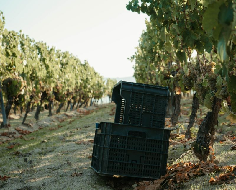 Cajas de recogida de uva en un viñedo de Monterrei.