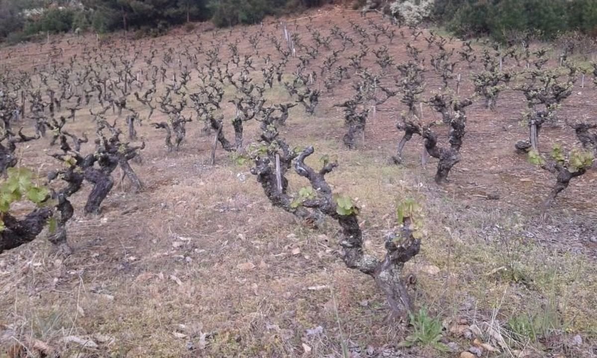 Cepas de una viña en el concello de O Barco