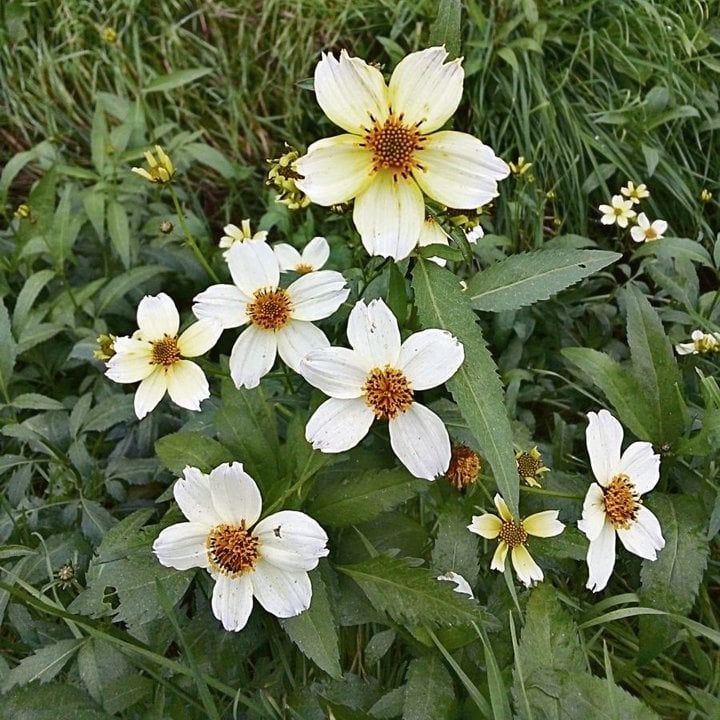 Algunos ejemplares de Bidens aurea en flor.