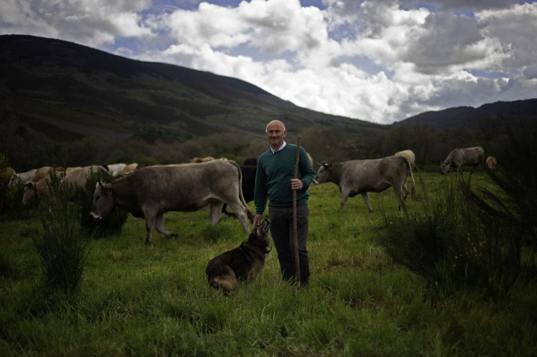 Ricardo Jardón, con sus vacas en Baltar.