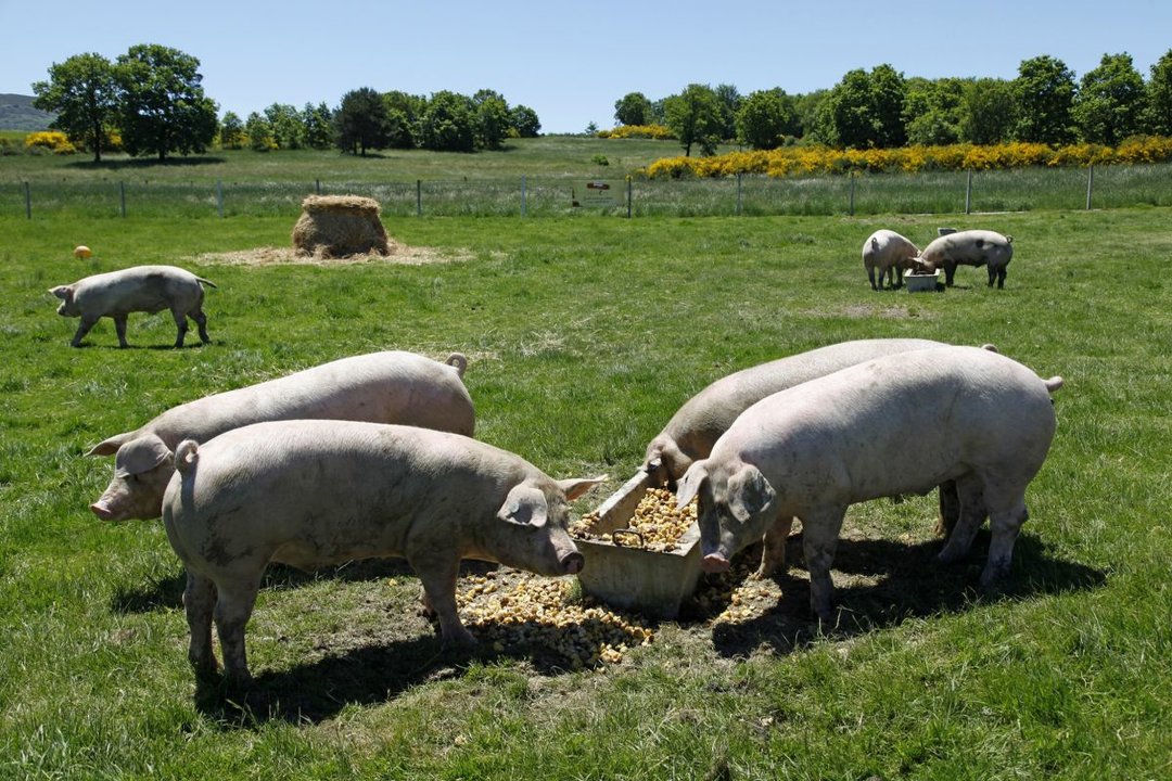 Cerdos de la “Gama Selecta” alimentándose de castañas.