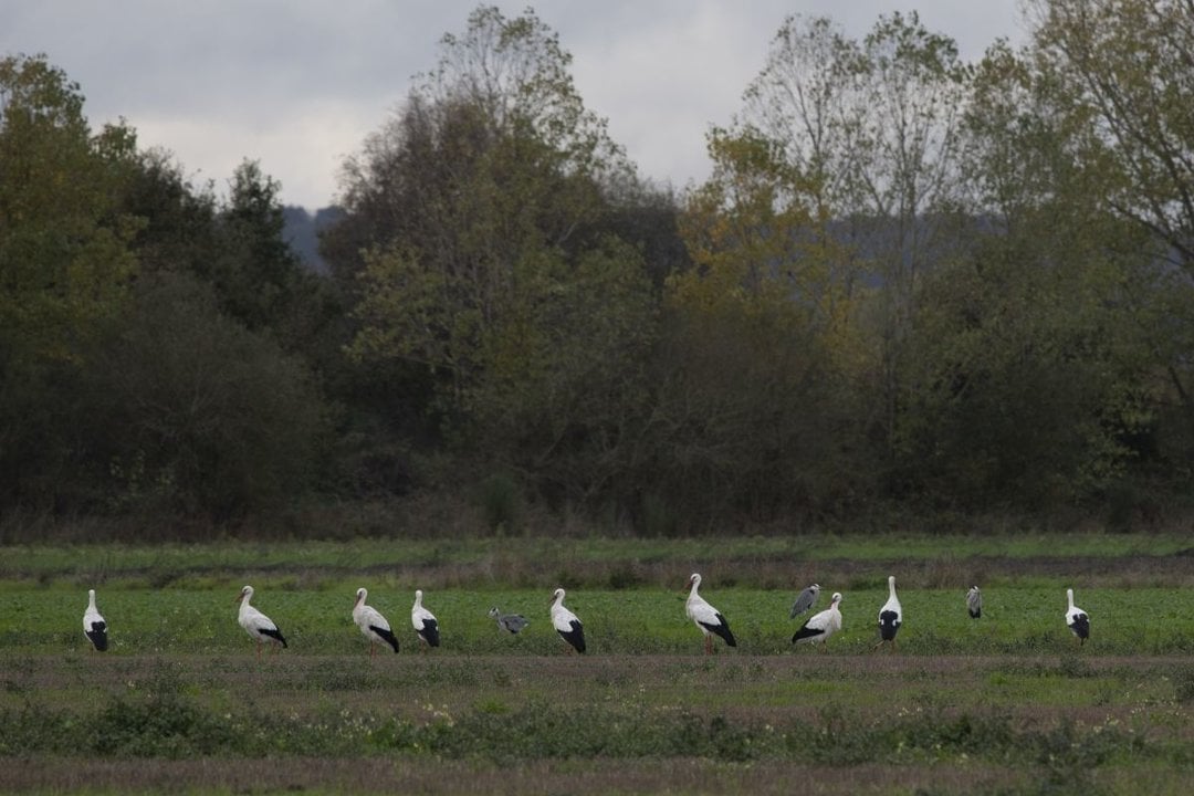 Nueve cigüeñas pasean en un prado de A Limia, estos días.