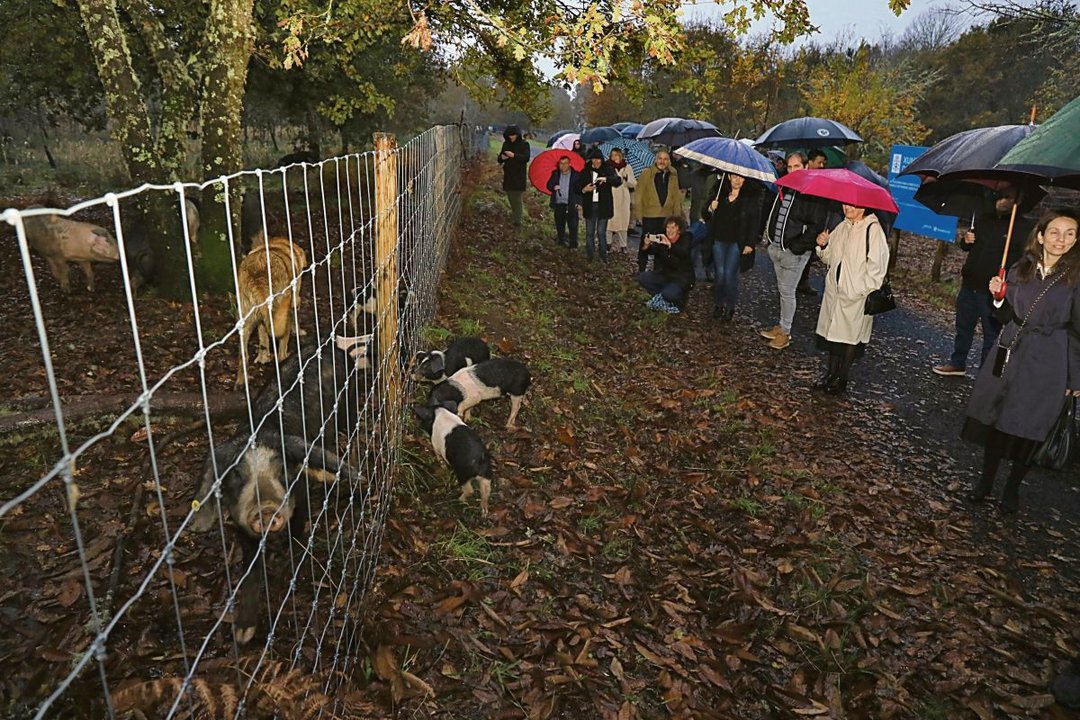 Los asistentes a las jornadas recorren la aldea modelo de Penedo, donde vieron una explotación de cerdos