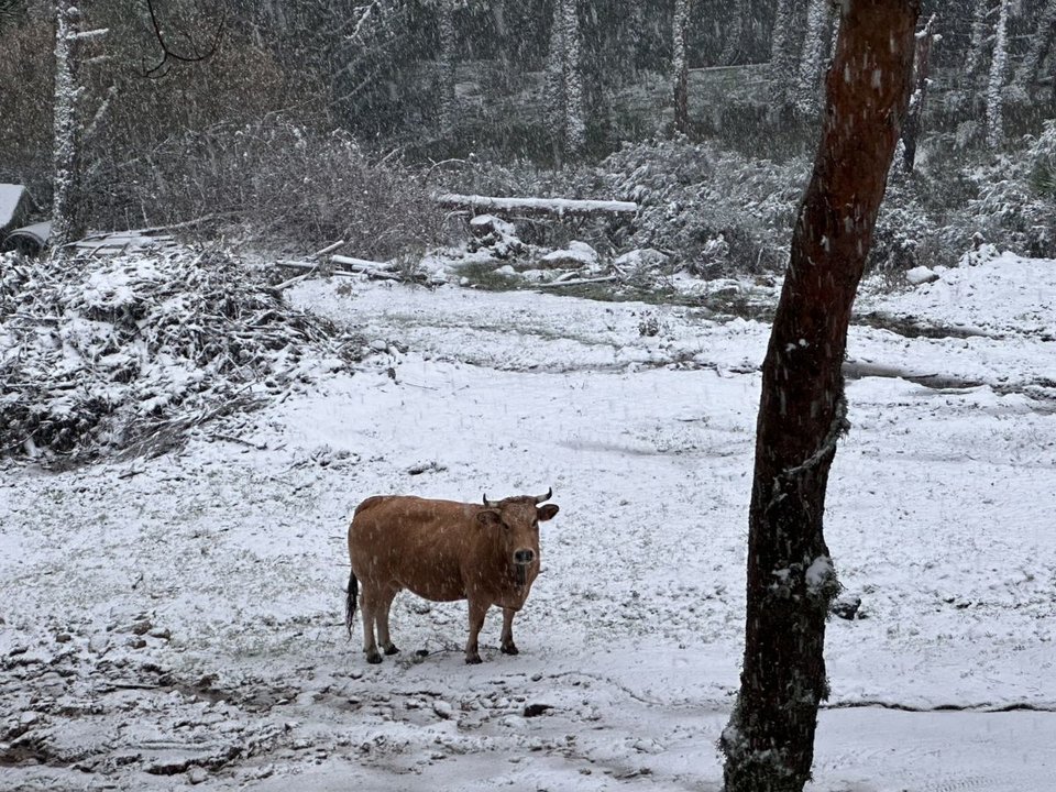 Una vaca resiste el frío y la nevada caída ayer en Manzaneda.