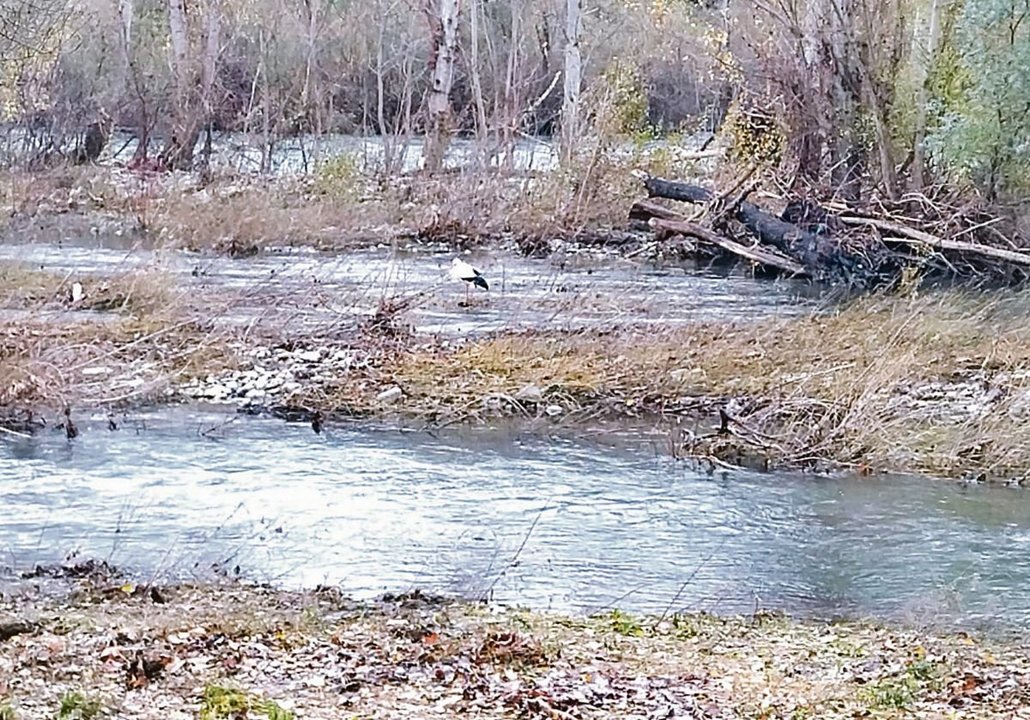Una cigüeña fotografiada hace unos días en el río Sil a su paso por O Barco.