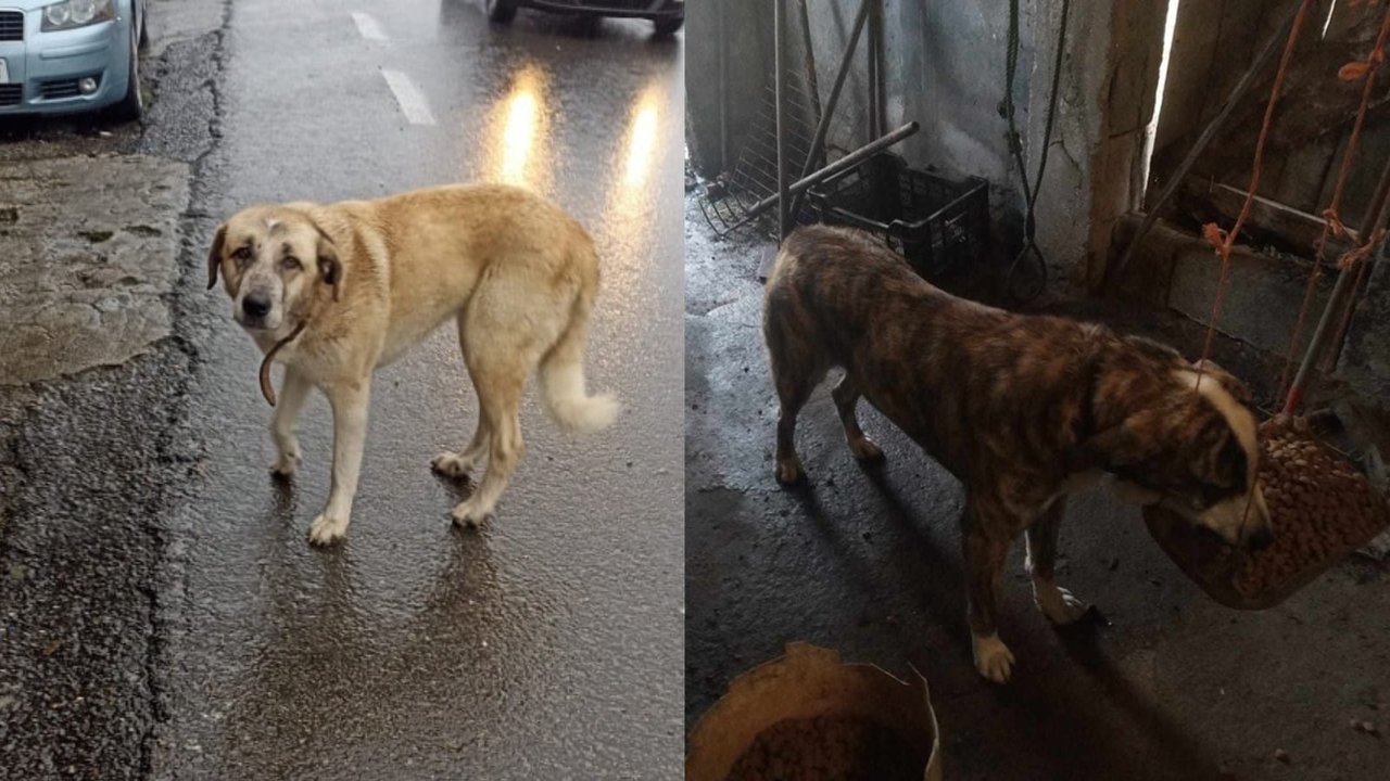 Pastora y Perla, las dos perras desaparecidas en Castro de Beiro.