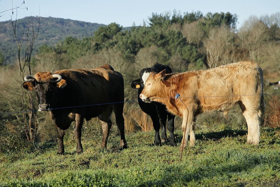 Tres cabezas de ganado bovino en una explotación de A Peroxa.