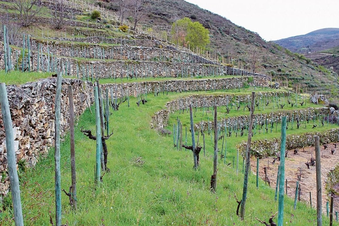 Los bancales aseguraban un viñedo en zonas que no eran fértiles para otros cultivos.