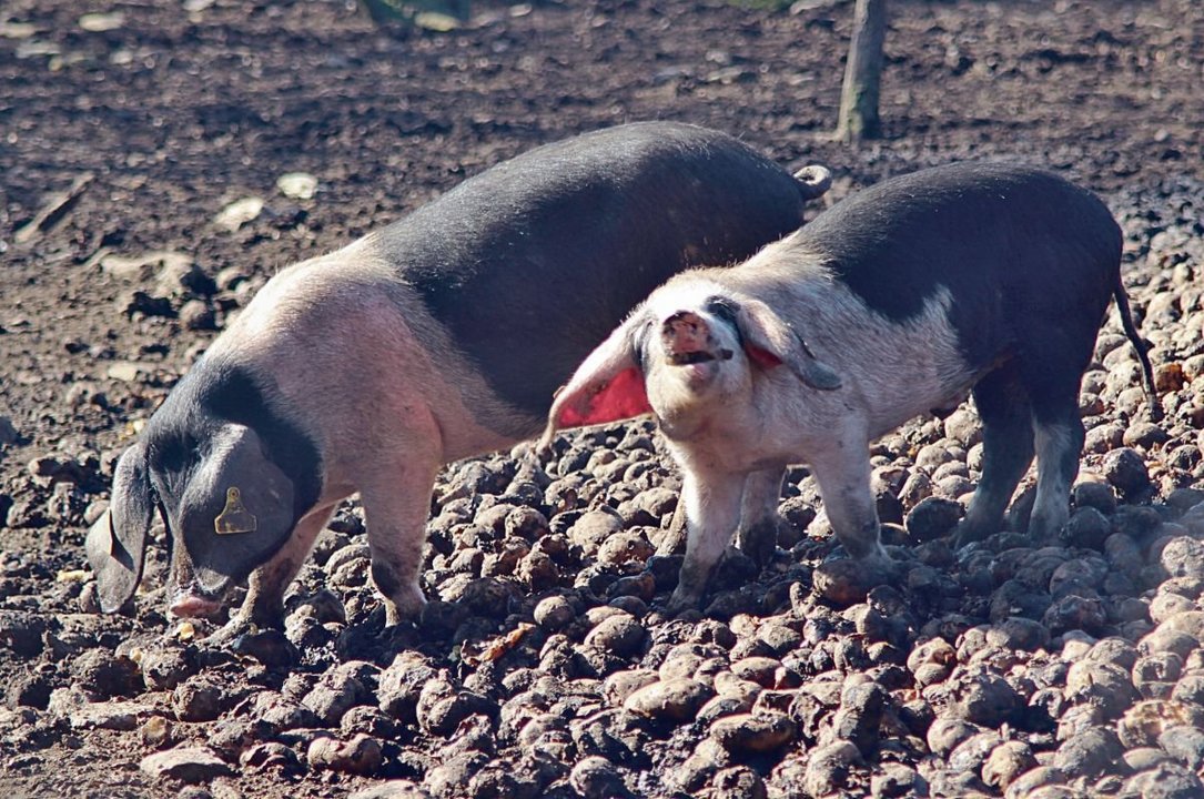 Dos ejemplares de cerdo de raza celta en una explotación ourensana.
