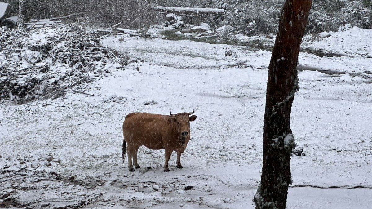 Una vaca resiste el frío y la nevada caída en Manzaneda.