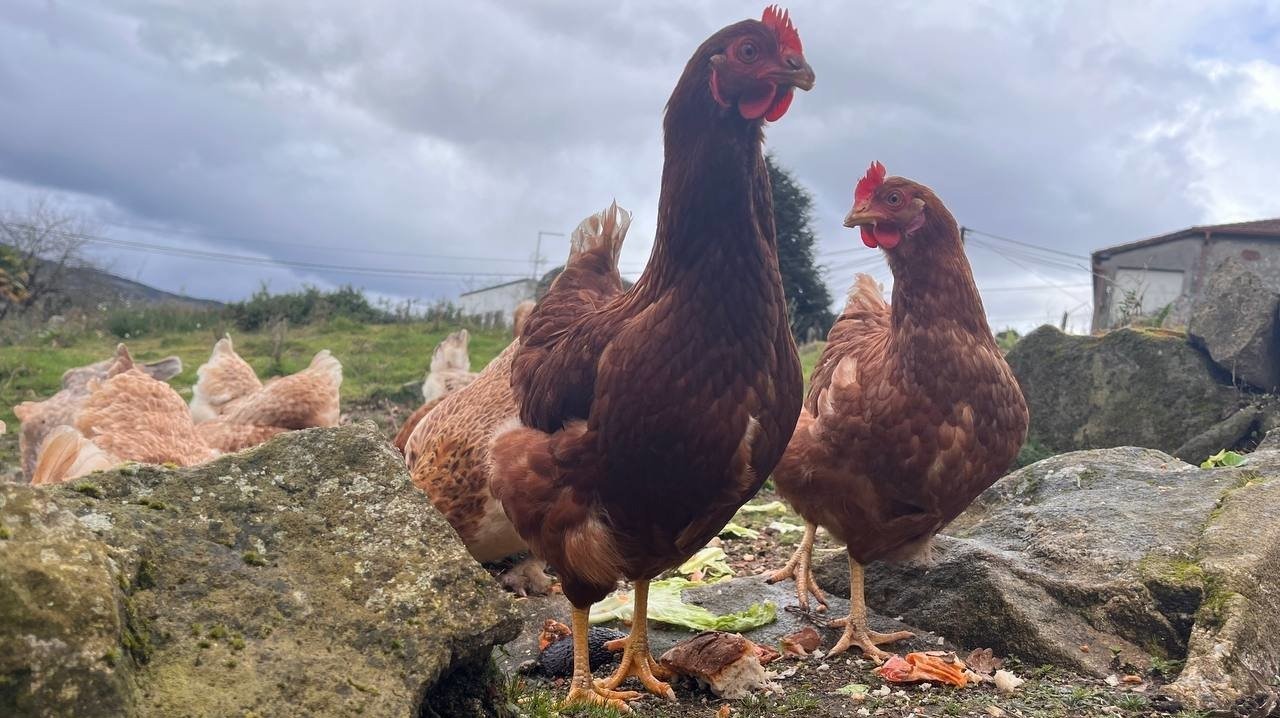 Las gallinas son una de las aves que deben estar registradas en como explotación avícola de autoconsumo (L.M.)