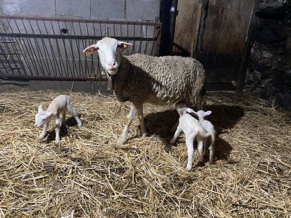 La oveja María que parió cuatro corderos en Fervenza, con los tres que sobrevivieron.