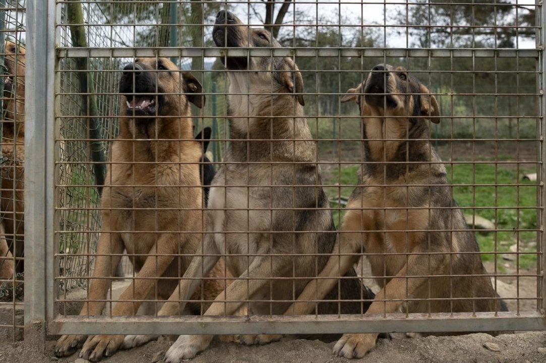 Varios perros que actualmente se encuentran en el Refuxio Provincial de A Medela, en O Carballiño.