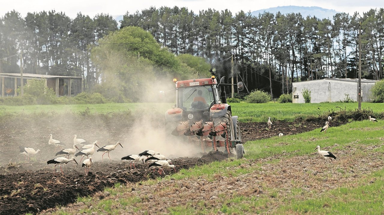 XINZO LIMIA (CONTORNA PARQUE EMPRESARIAL). 06/05/2021. OURENSE. Ducias de cegoñas aproveitan para alimentarse mentres un agricultor labra a terra co seu tractor. FOTO: ÓSCAR PINAL