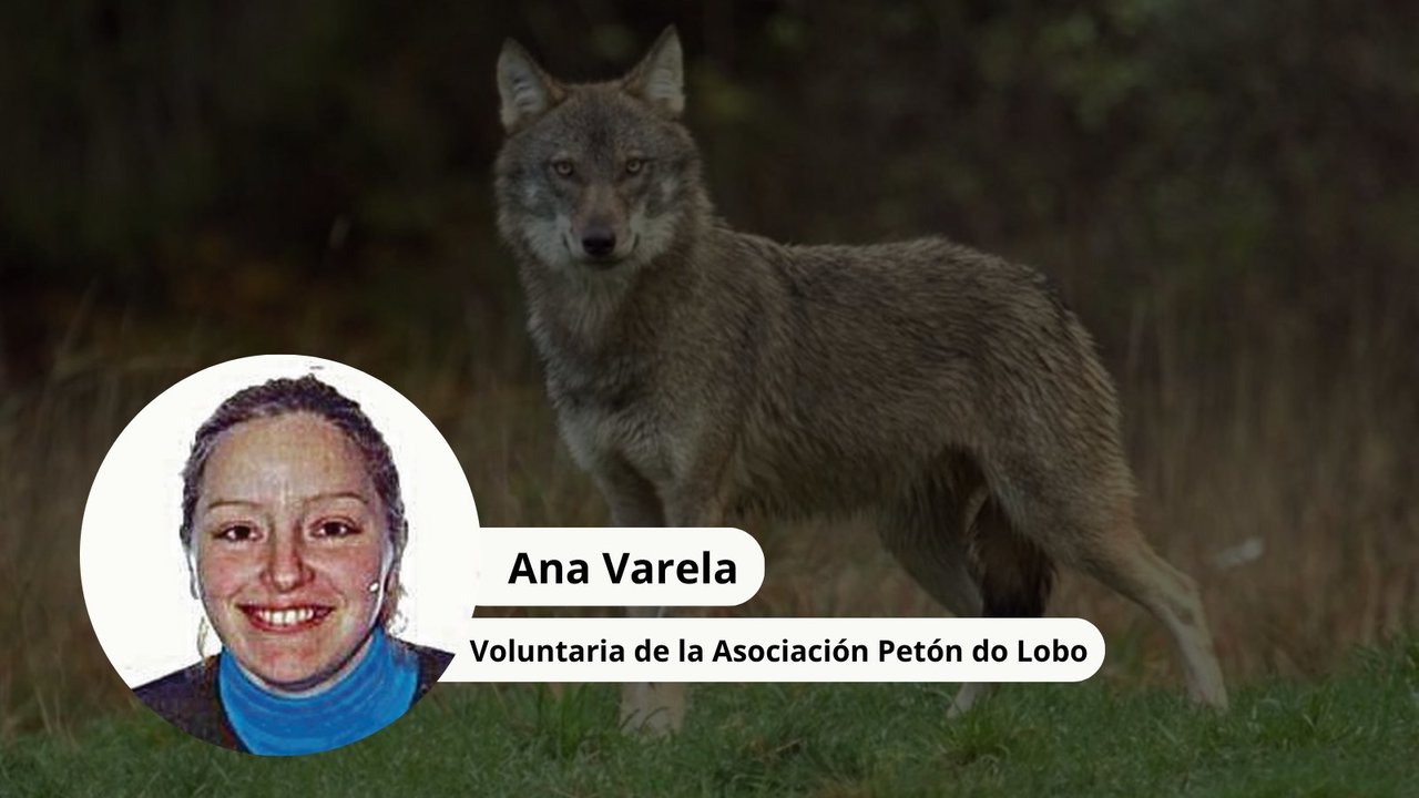 Ana Varela es voluntaria de la Asociación Petón do Lobo