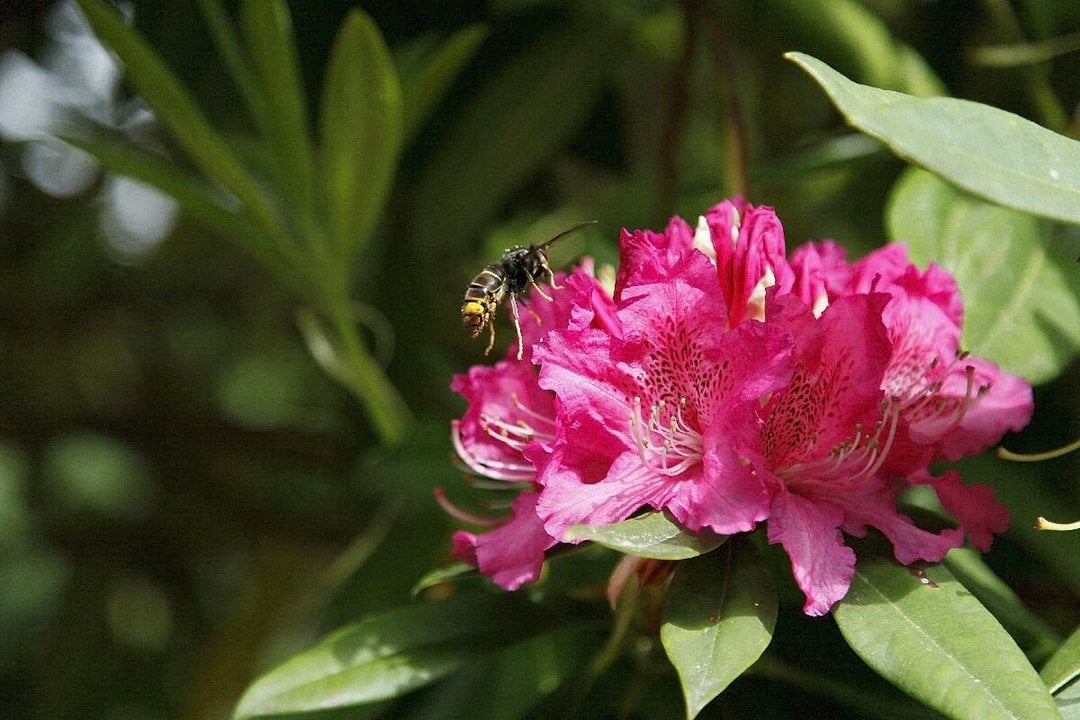 Una Vespa velutina sobre una flor de rododendro.