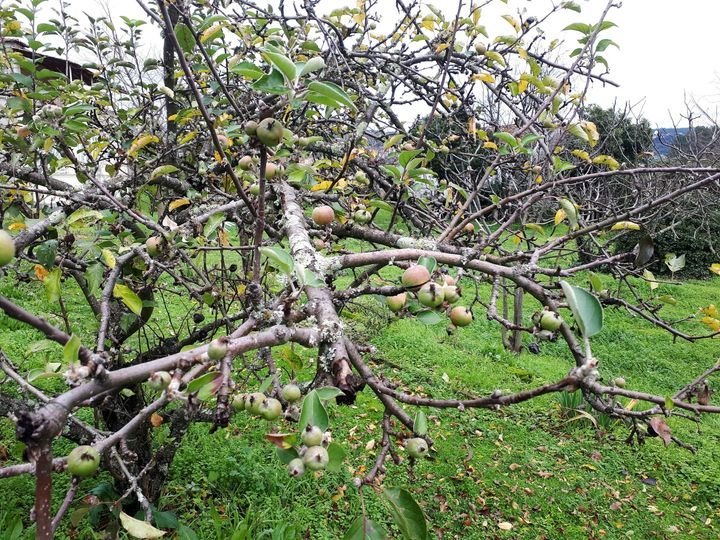 La floración otoñal dio paso a estas manzanas, duras, inmaduras y de reducido tamaño, que más en caer tardarán, carentes de la maduración adecuada.
