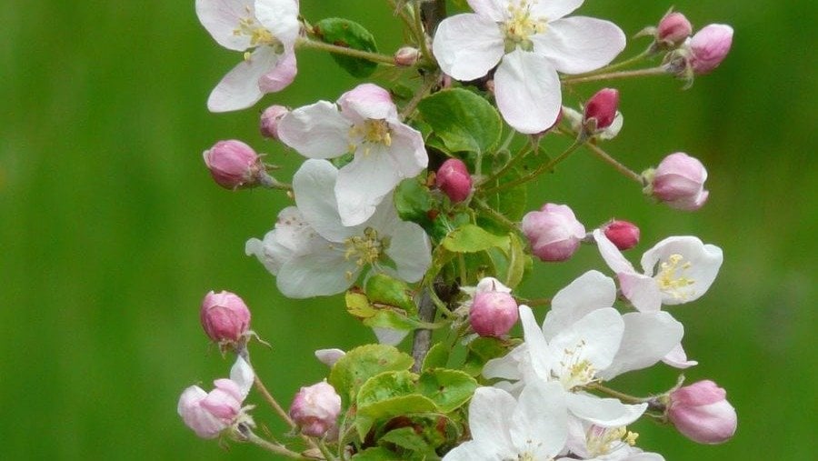 Los últimos árboles en florecer en primavera, los manzanos, que acaso tengan la flor más colorida con esos matices del rosa sobre el blanco.