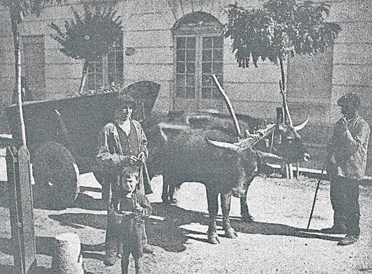 Foto Manuel López 1917. Transporte de uvas en Leiro.