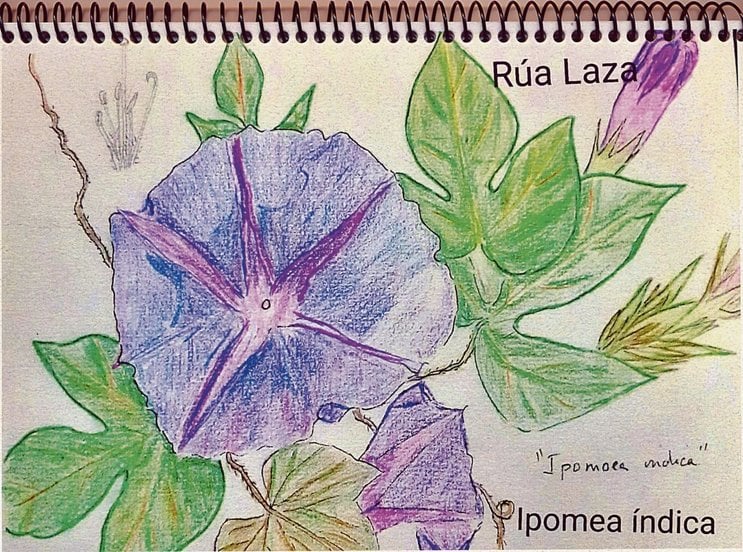 La Ipumea indica,  florece en septiembre en la rúa Laza.