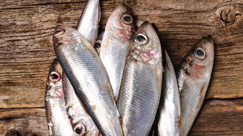 Unos ejemplares de sardina fresca.