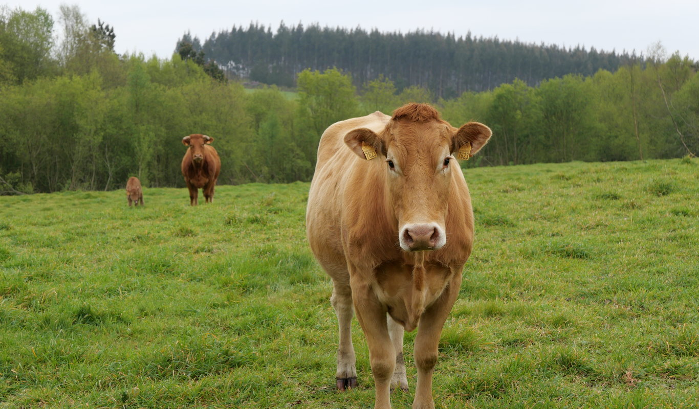Una vaca mira a la cámara en Vilasantar, señal en la carretera y ganado pastando en Boimorto. // Suso Arjomil