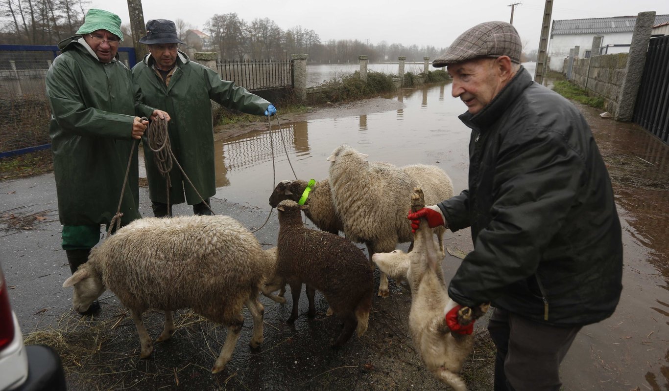 Tres vecinos de Xinzo rescatan a sus ovejas para evitar que se ahogaran (XESÚS FARIÑAS).