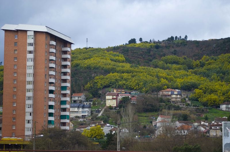 Ourense 30/1/21
Fotos plaga de acacias ,mimosas en Ourense

Fotos Martiño Pinal