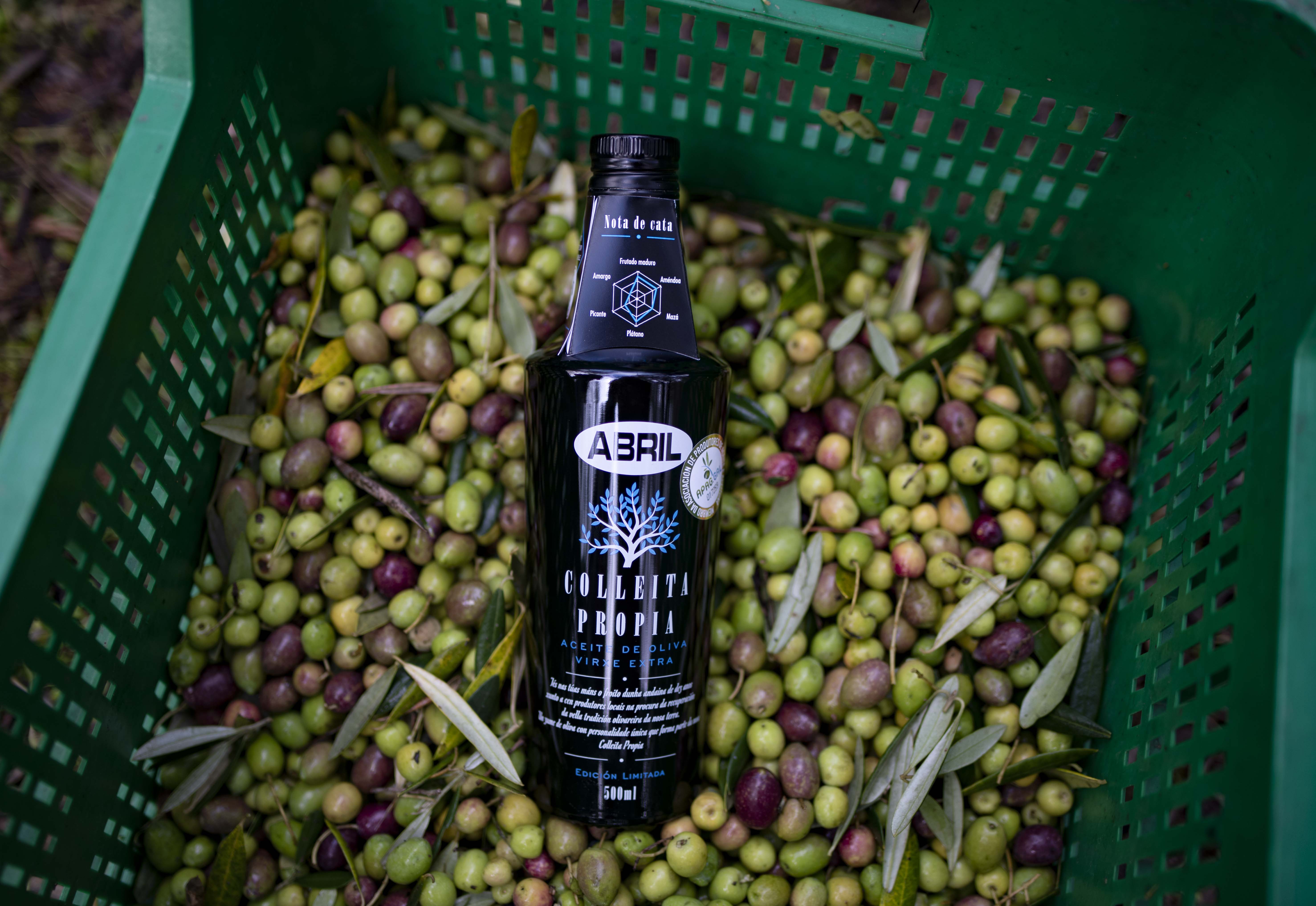Moreiras (Toén). 10/11/2021. Recollida de oliva das oliveiras que ten Aceites Abril en Moreiras. 
Foto: Xesús Fariñas